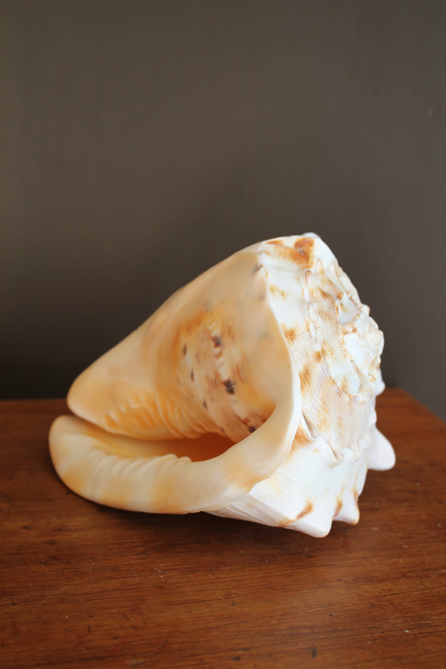 Ornament / Horned Hermet Crab Shell