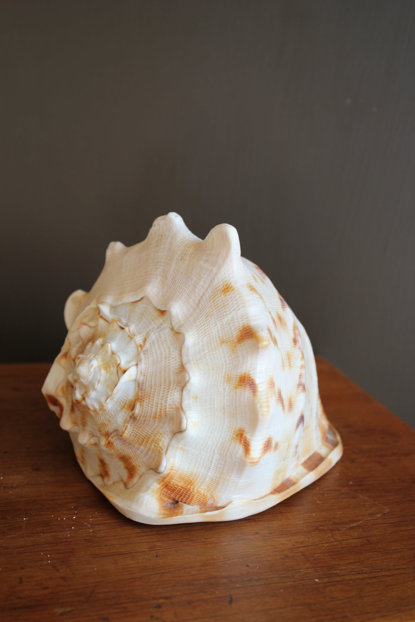 Ornament / Horned Hermet Crab Shell