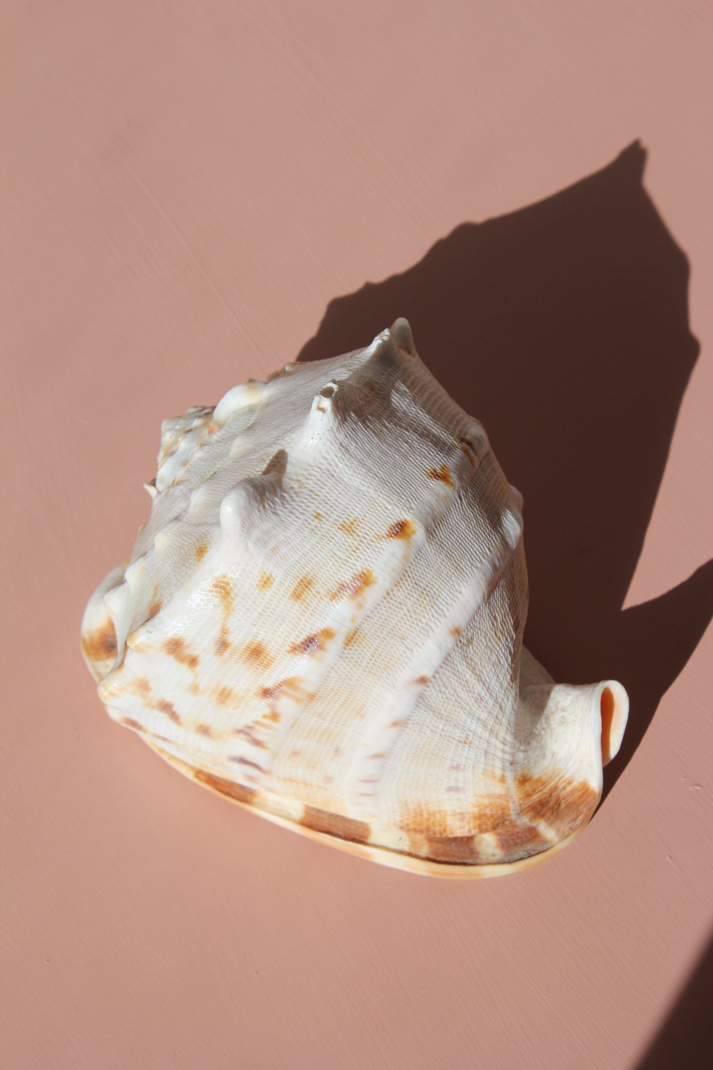 Ornament / Horned Hermet Crab Shell