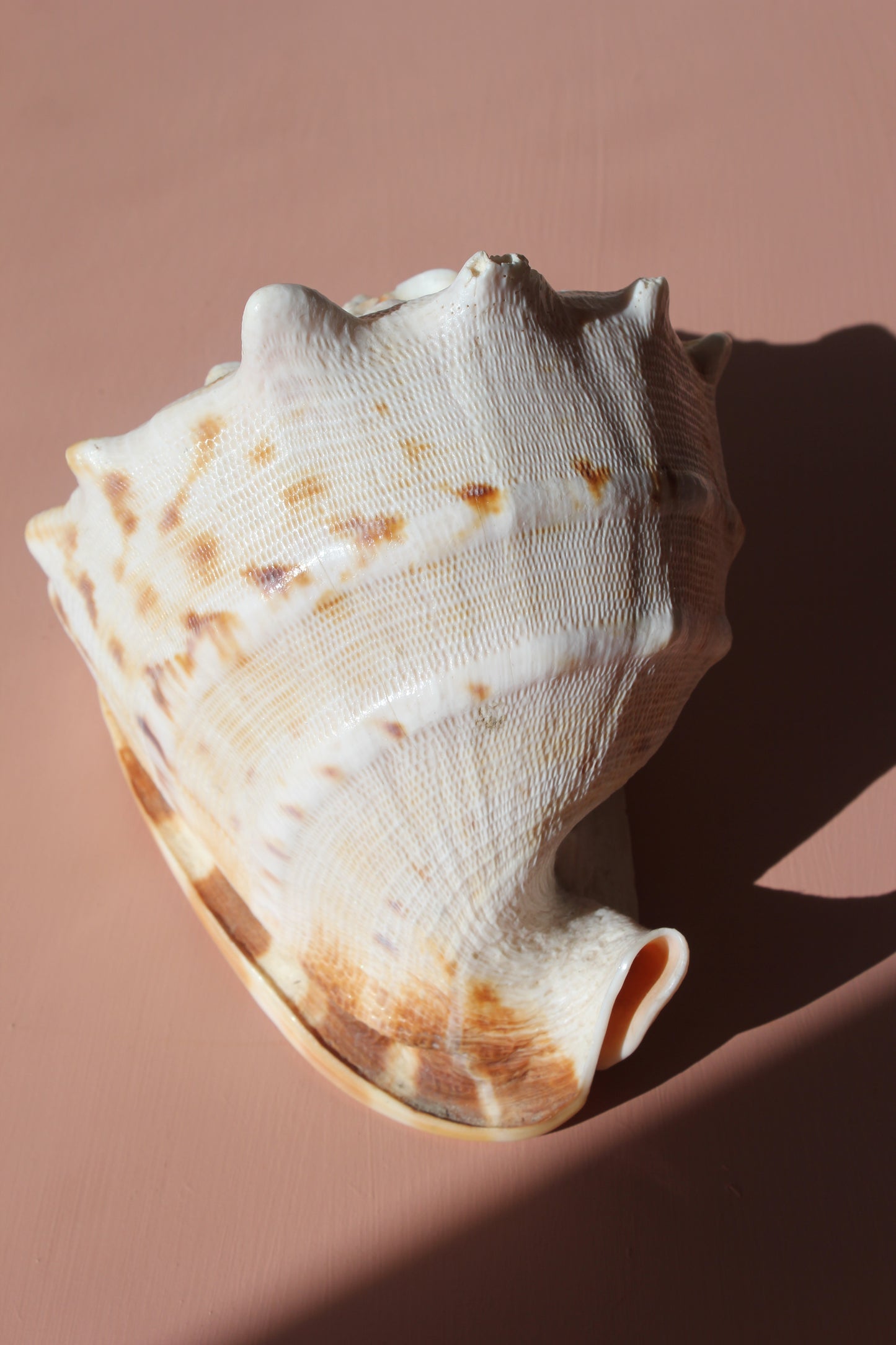 Ornament / Horned Hermet Crab Shell
