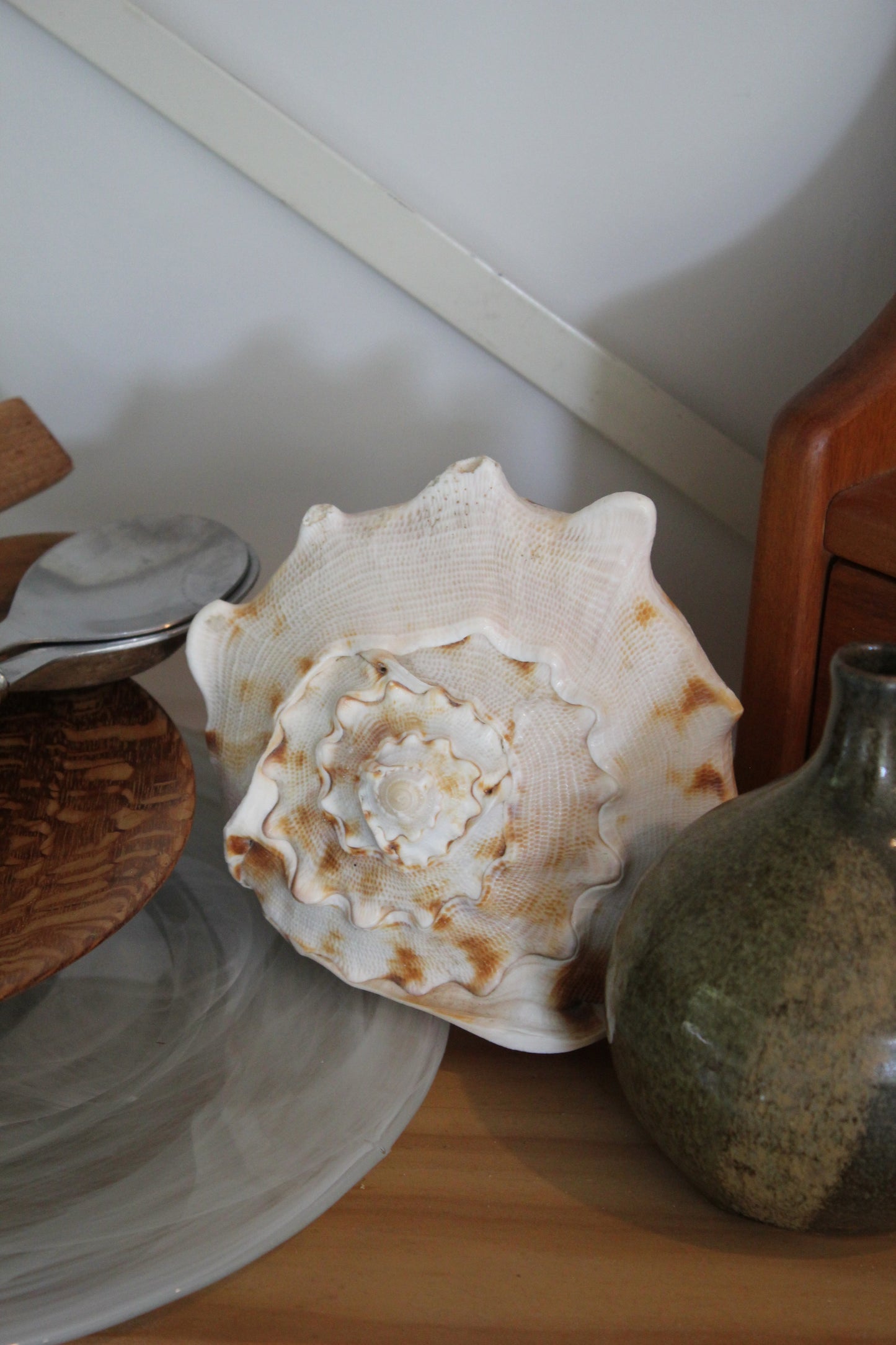 Ornament / Horned Hermet Crab Shell