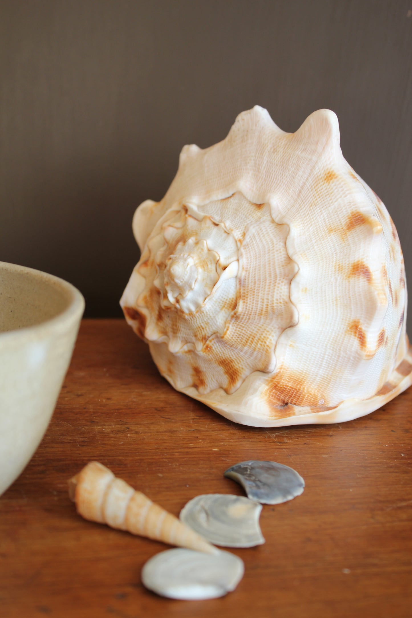 Ornament / Horned Hermet Crab Shell