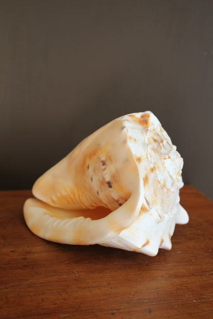 Ornament / Horned Hermet Crab Shell