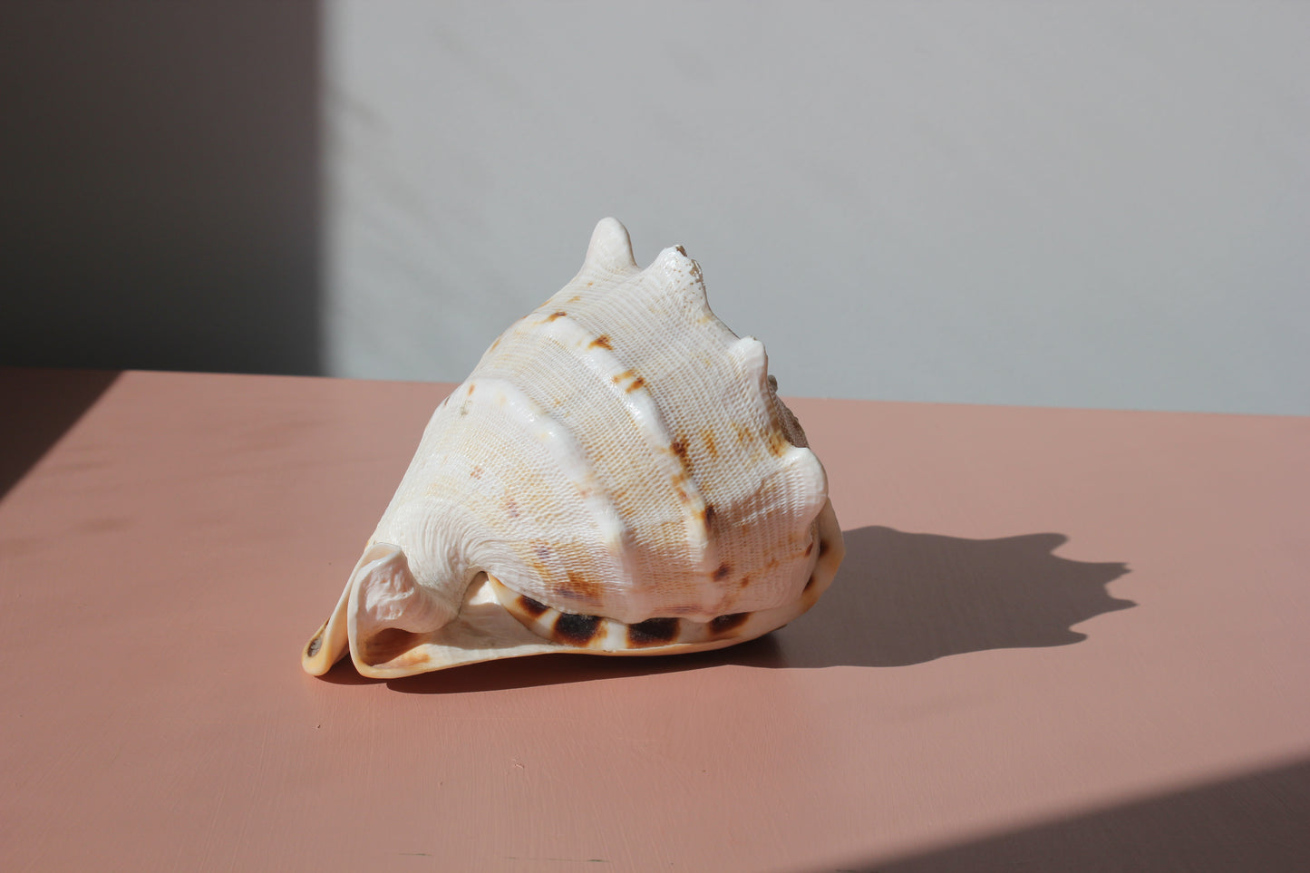 Ornament / Horned Hermet Crab Shell