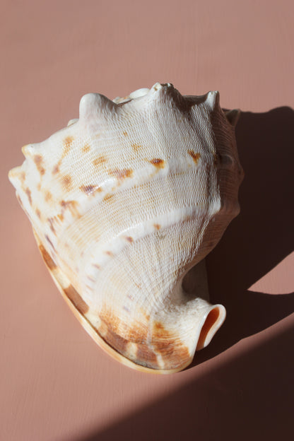 Ornament / Horned Hermet Crab Shell